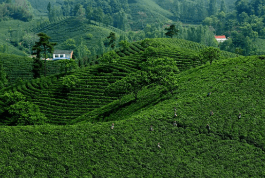 普洱茶有什么作用？普洱茶的七大好处