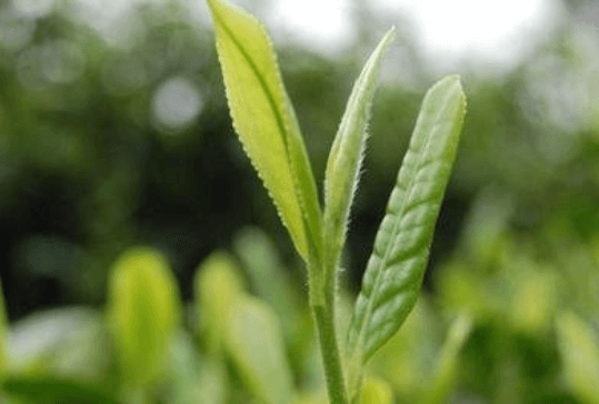 绿茶-普洱茶-云南普洱茶十大茶厂排名（云南顶级普洱茶排名）