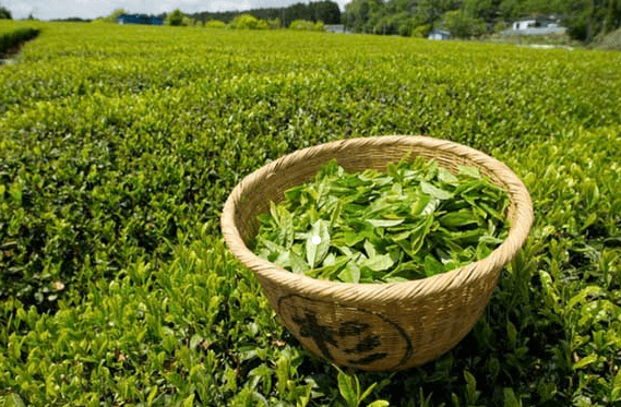 普洱茶有什么好处？