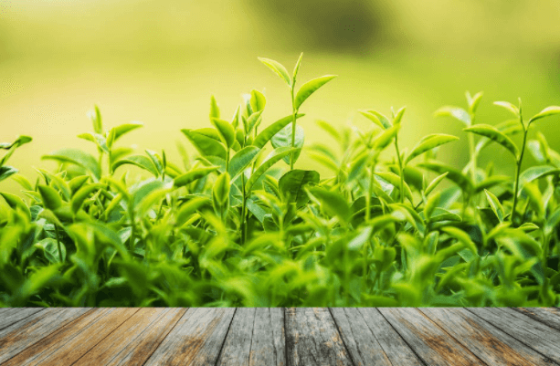 绿茶-普洱茶-云南普洱茶山头茶价格(29日推荐)