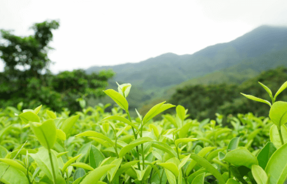 绿茶-普洱茶-普洱茶有什么功效呢