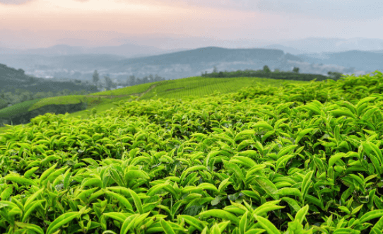 绿茶-普洱茶-普洱茶有什么功效？盘点普洱茶9项保健功能