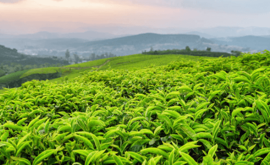 普洱茶有什么功效？盘点普洱茶9项保健功能