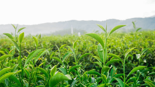 普洱茶有鱼腥草味道-普洱茶有鱼腥草味道怎么办