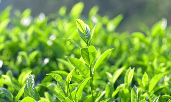 绿茶-普洱茶-普洱茶有什么功效 普洱茶功效介绍