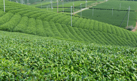 普洱茶有什么功效？