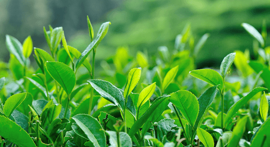 为了普洱茶太浓上火